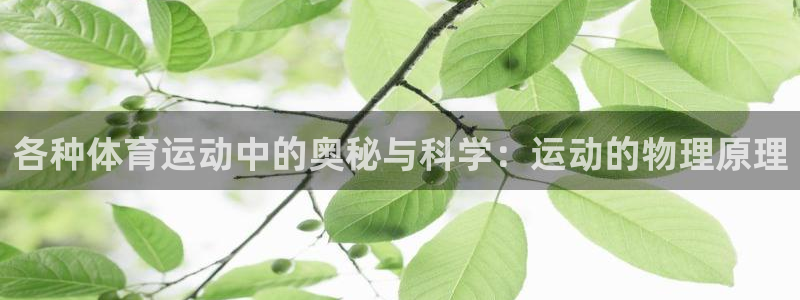 v体育网站